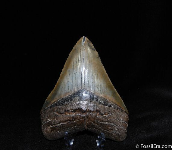 Collector Grade Inch Megalodon Tooth #72